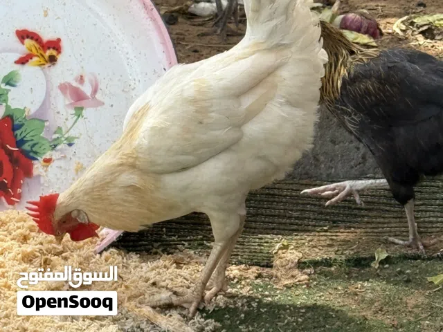 ديوك عدد 3