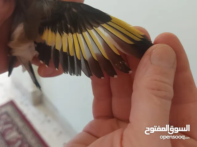 متاح حساسين  اربع فحول وخمس طواير  و   كنار طيره صريره حسون