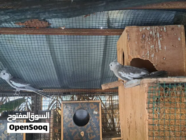 مجموعة من الطيور الكوكتيل و بادجي  و زيبرا