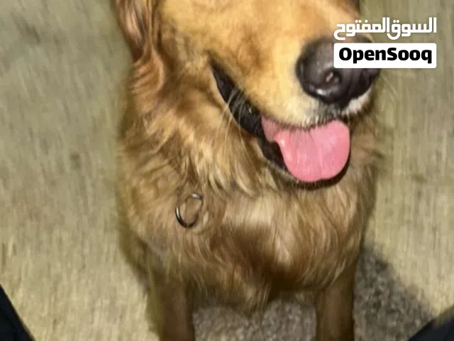 كلب قولدن ريتريفر مدرب طاعه عمر سنه و 7 اشهر