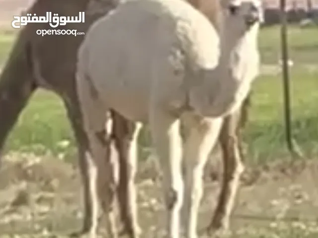 بكره للبيع العمر سنه ونص وظحى