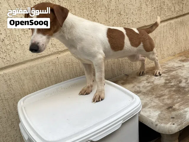 Jack rasuul جاك راسل