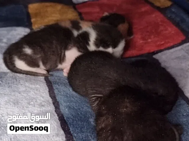نداء الى اصحاب الحدائق  والمزارع  قطط صغار مع امهم  للتبني  القطط محلية لكن نظيفة وجميلة