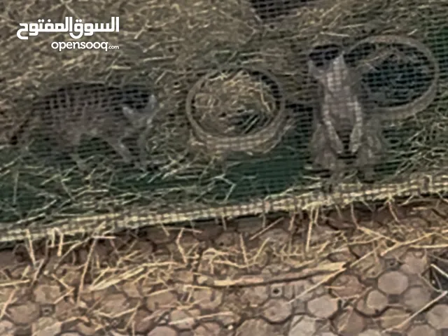 زوج ميركات تيمون نثيه حامل عمرهم سنه النثيه قبل اسبوع حملت