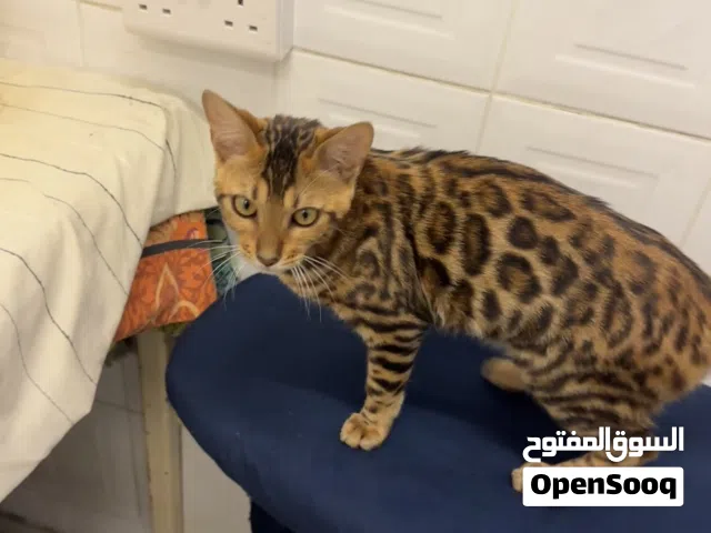 Purebred male Bengal Cat – Beautiful Playful & Healthy