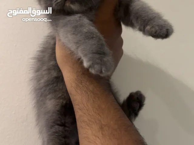 للبيع قطط برتش بيور