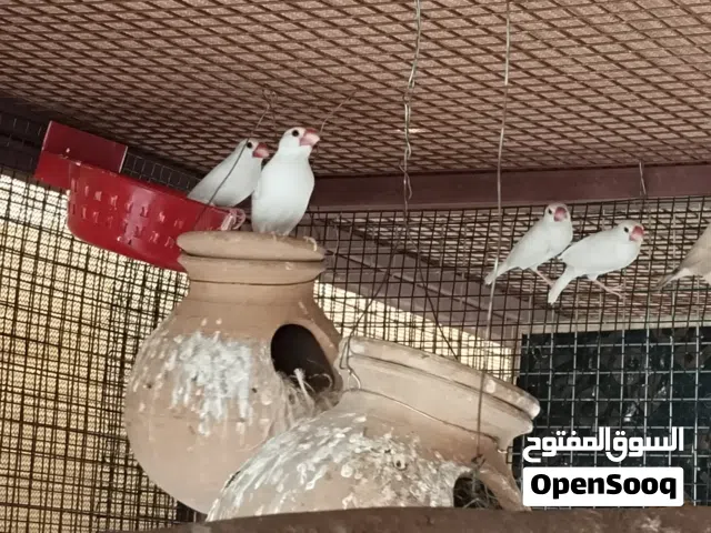 للبيع جاوا تابع الوصف