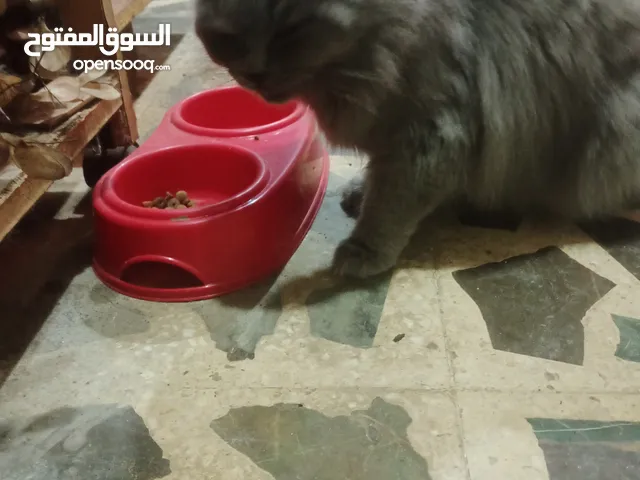 قطه انثى سكوتش فولد العمر سنه