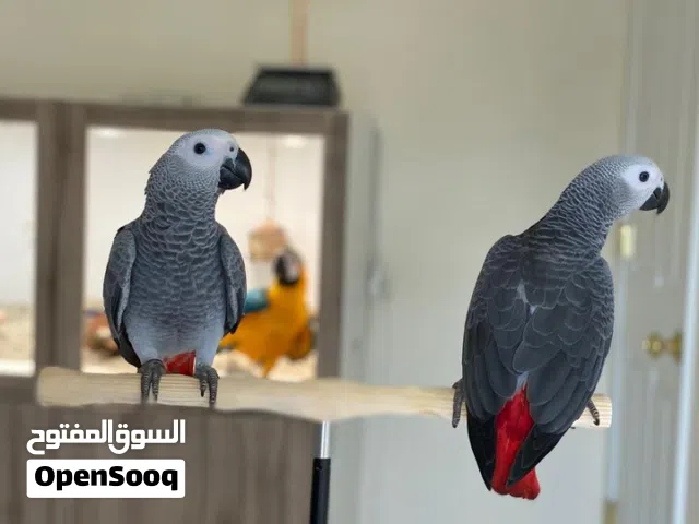 Talking African Grey Parrots