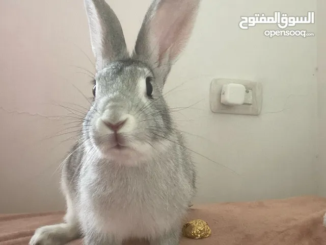ارنب ذكر للبيع