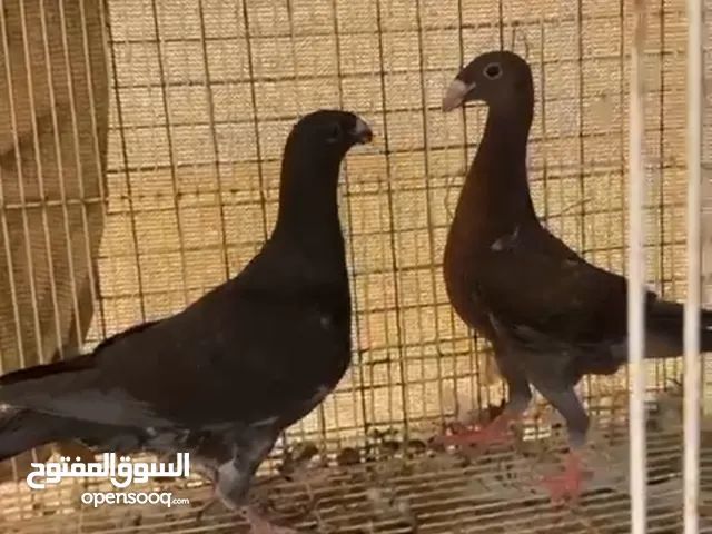 هومر فروخ