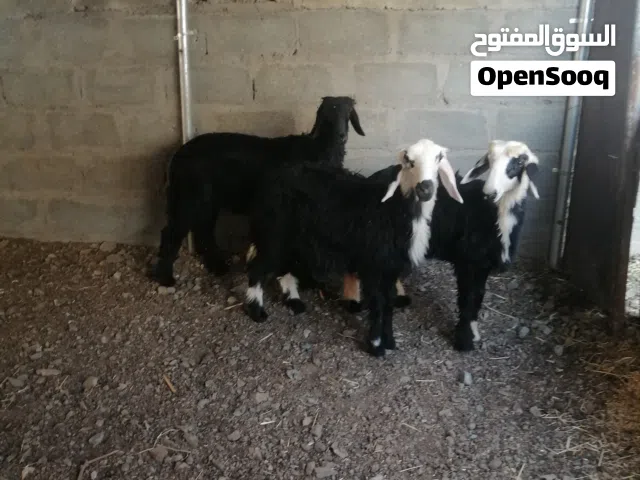 كبش وحملتين