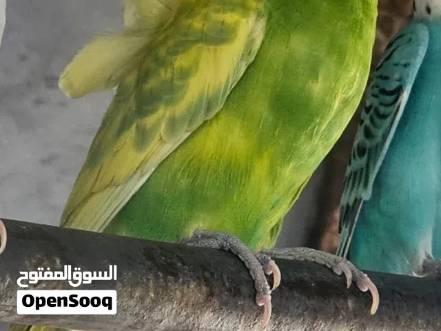 هوجو للبيع ذكر وانثى