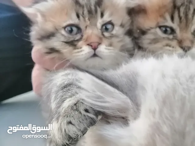قطط مكس شانشيلا على شيرازي على سكوتش فولد... صغار... صحتهم ممتازة.... ذكر وانثايتين