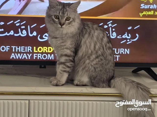 قط للتبني بداعي السفر