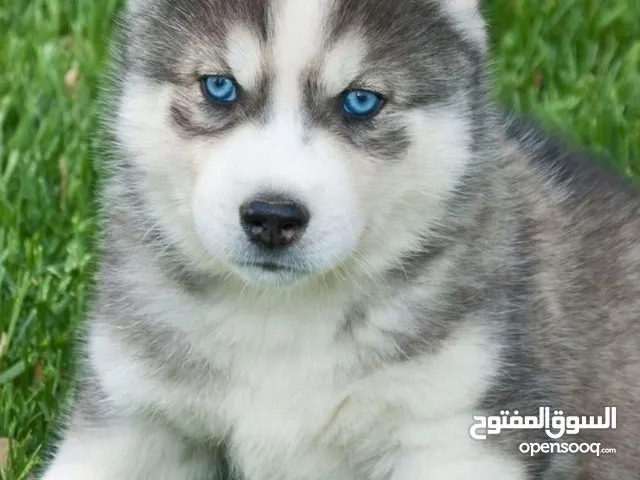مطلوب جرو هاسكي عمر شهرين
