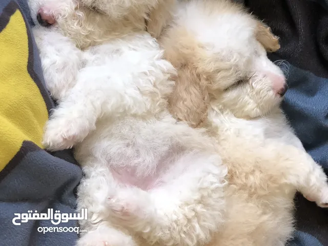 جراء فرنش تيرير بيور 100000000. بالميه اهالي مستوردة دباديب بوز قصير وعريض دباديب ما شاء الله