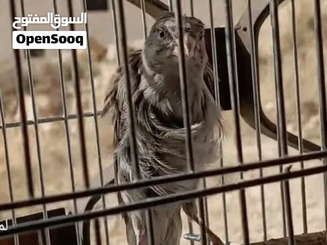 مطلوب طيرة جنوبية لون سكني للشراء الفوري مستوى عالي