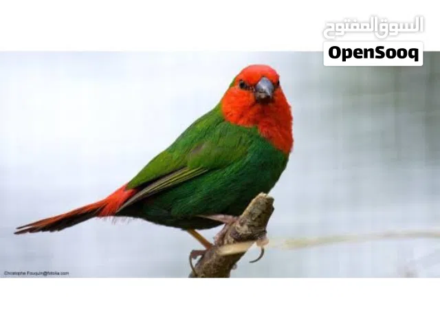 طيور دايمندExotic Diament