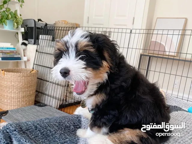 Standard Bernedoodle Puppies Available (UAE)