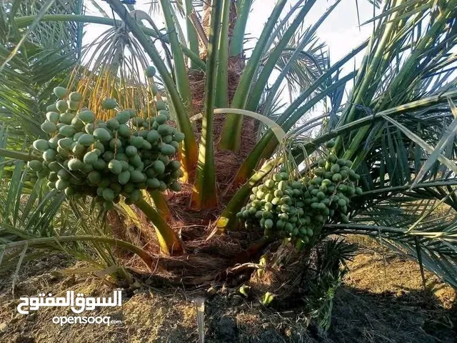 تنسيق الحديقه وقص الأشجار وزراعيه النخل والثيل