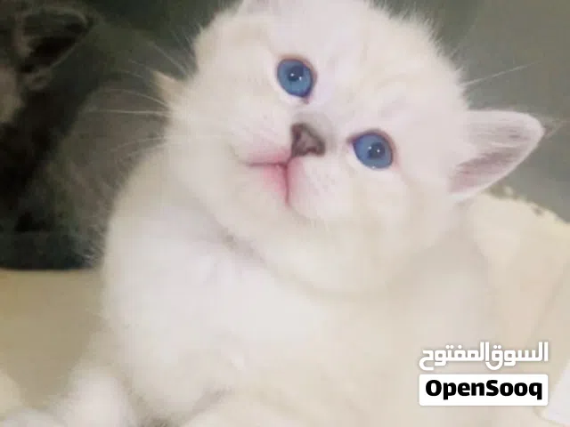 For sale: a beautiful Scottish Fold and Persian cat. It has folded ears and a very cute appearance