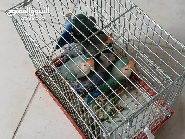 نحالين جنوب بيت لحم