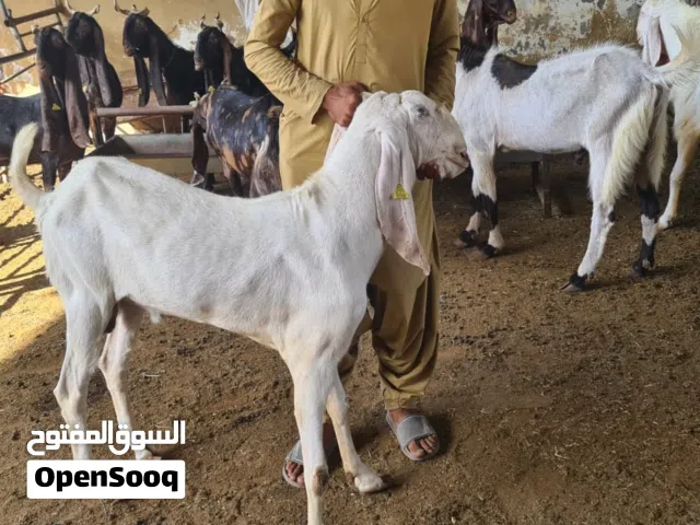 Healthy Goats for Sale  Delivery Available UAE premium goats