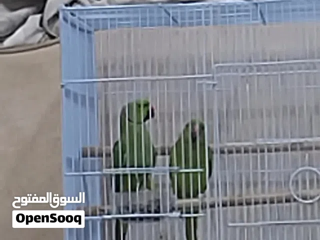 للبيع زوج دره مع ولدهم و القفص و البياضه إقرأ الوصف