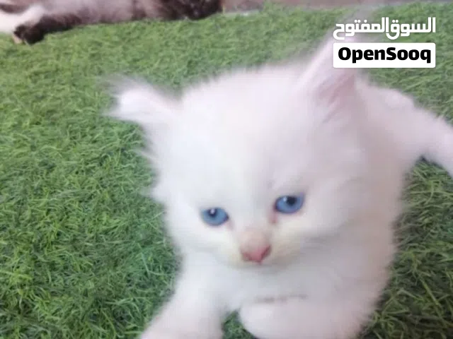 قطط للبيع بعيون زرق