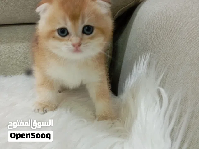 كيوت كيتنز