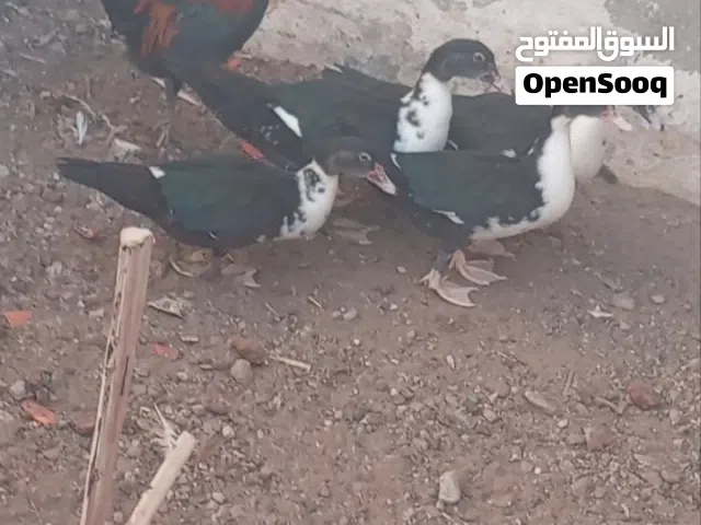 بط وديك ودجاجه لي بيع وصف مهم