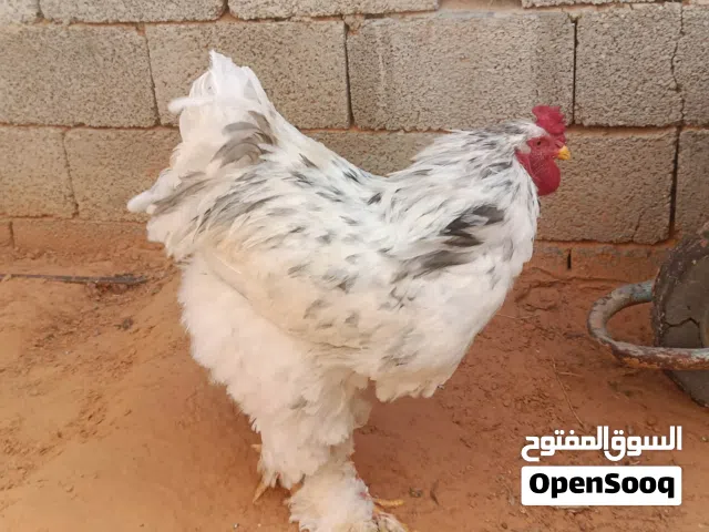 سلام عليكم متوفر فلاليس من هذي أمهات طوق وفروج آلما للبيع عمر أسبوعين حجم وعلو ربي يبارك طرف 30 جمله