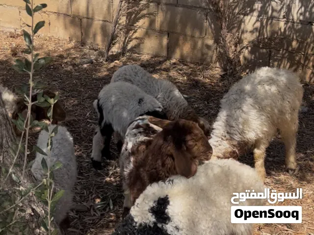 خروفين وست عبر صلاة النبي عليهم ماخذات جميع المطاعيم