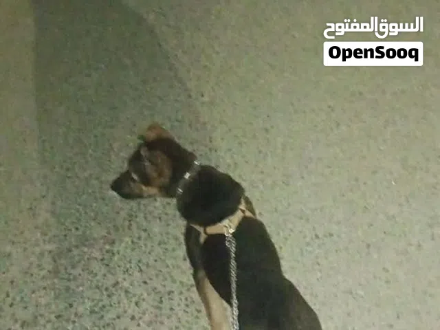 كلب جارو جيرمن رعي الماني كلب حراسه