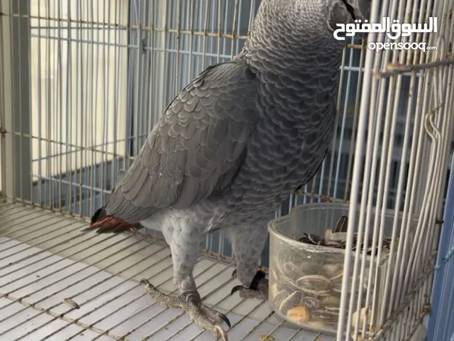 كاسكو سوبر جامبو اليف عمر خمس اشهر ذكي جدا و اليف السعر غير قابل للتفاوض