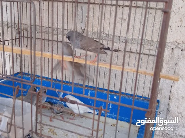 موجود عاصفير جنه شغال للبيع