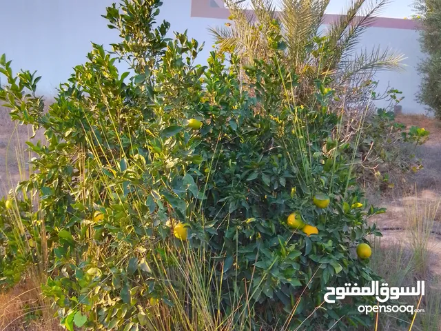 Mixed Use Land for Sale in Tripoli Tajura