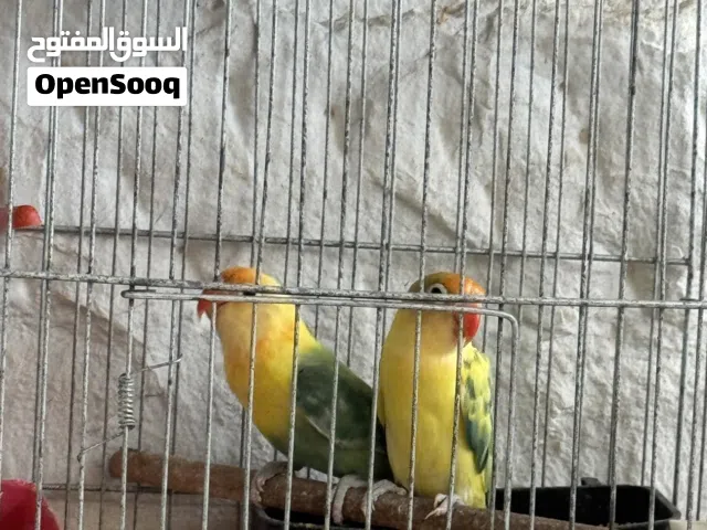 جوز فيشر باربلو