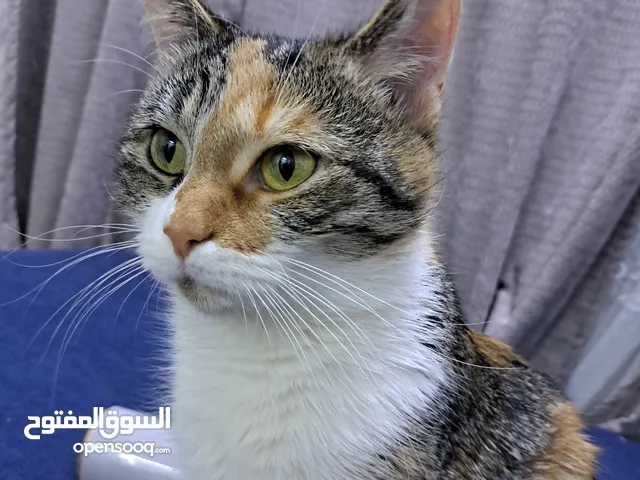 قطه للتبني