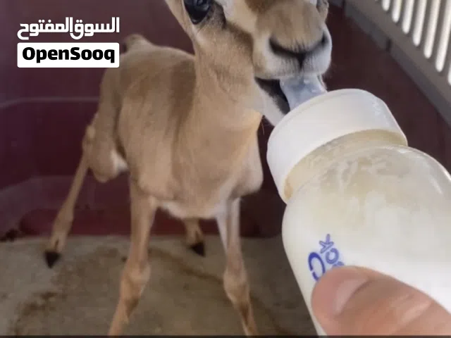 غزال ظبي دماني ذكر متعلم عالمرضعه