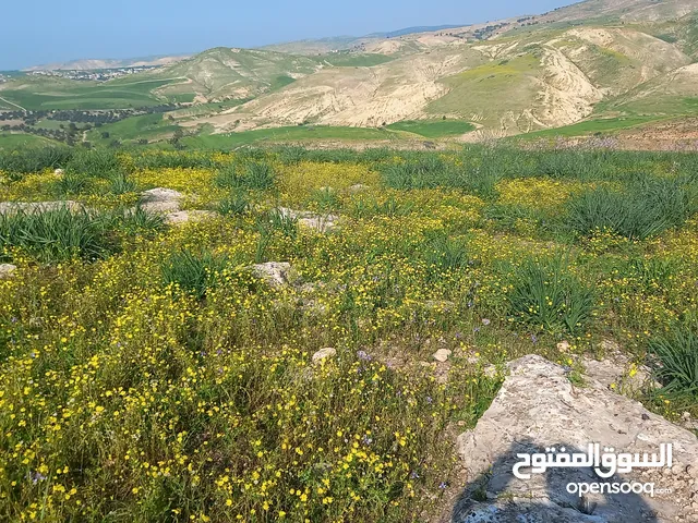 قطعة ارض زراعية بالقرب من طريق كفرابيل الغور يابلاش كامل القطعة ب12000 الف دينار