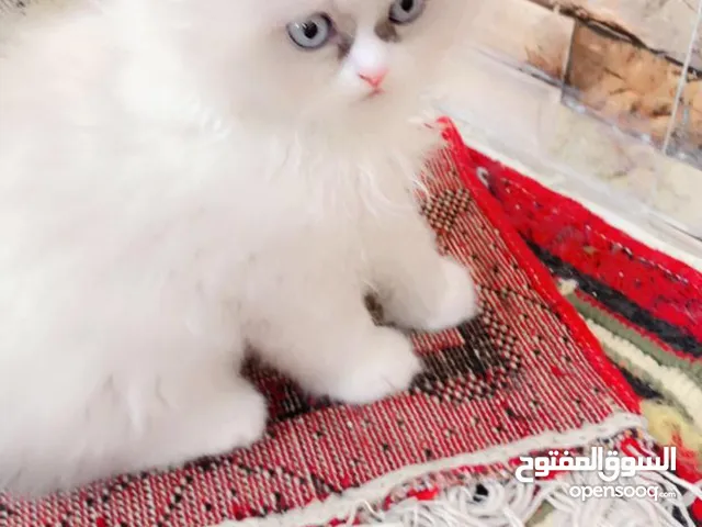 قطه مع 4 افراخ للبيع