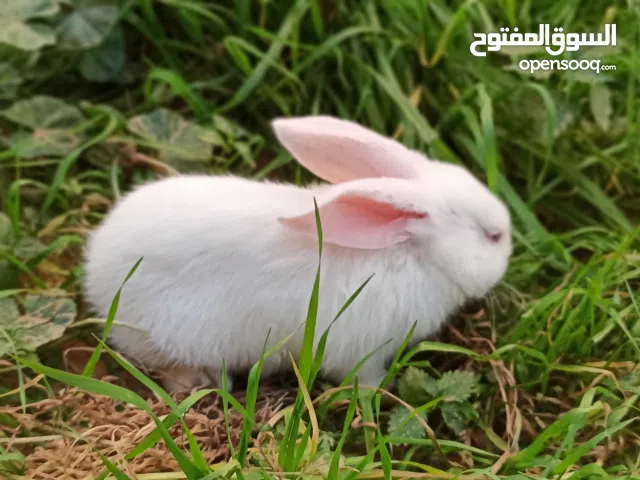 ارنب للببع صغار