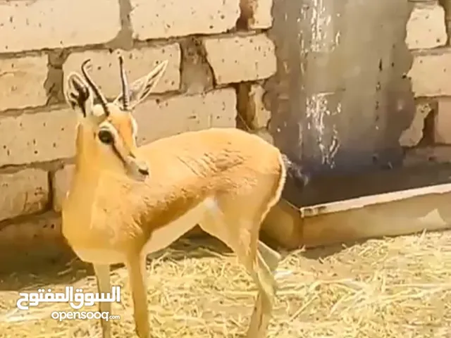 عنز غزال للبيع