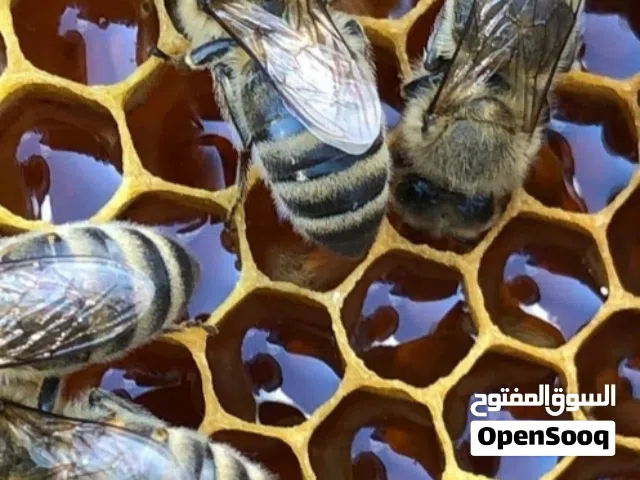 العسل الإيراني، العسل واحد