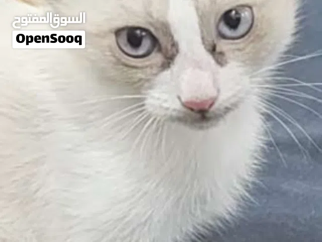 ADOPTION persian kitten