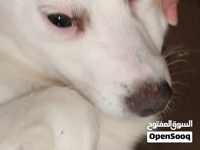 كلب لطيف ومحب للاطفال