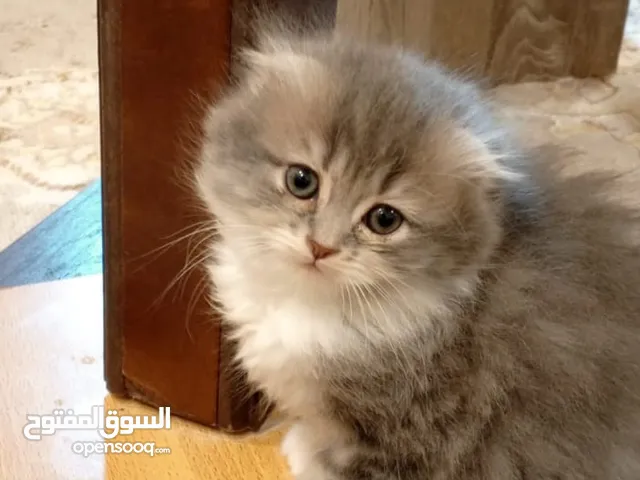 قطه سكوتش للبيع