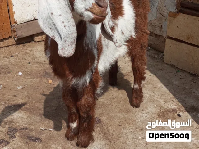 3حتت نتايه ومعاها دكر ونتايه 4شهور